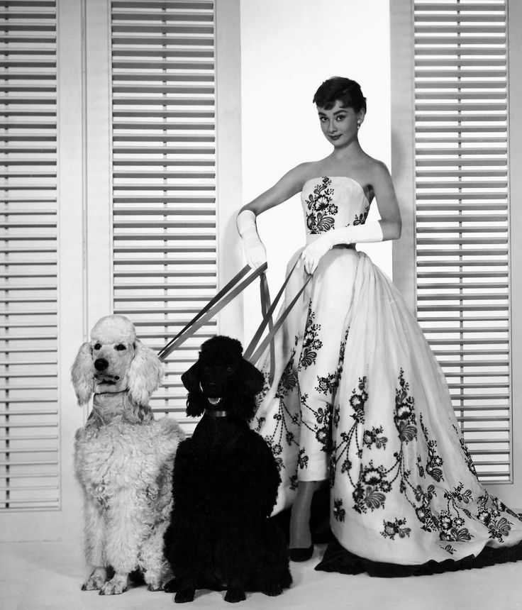 audrey hepburn_sabrina_perros